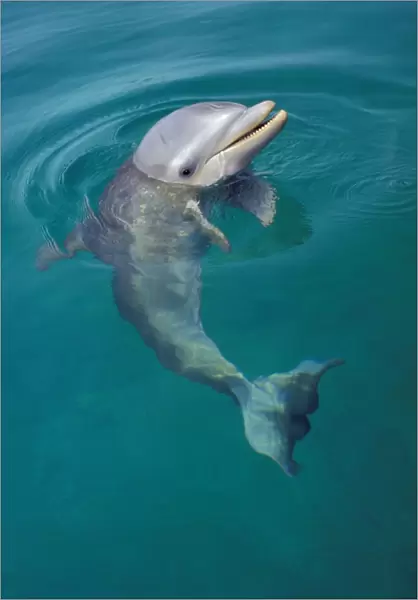 Bottle-nosed Dolphin - Young, face held out of water, 2Mo86 Pacific Ocean, honduras, central America