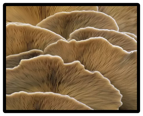 Oyster Mushroom - detailed study of Fungi gills