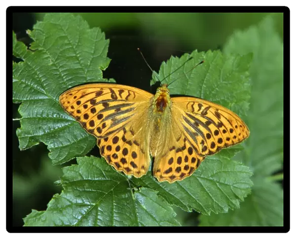 Silver-washed Fritillary Butterfly- with wings opened wide, sunning itself, Hessen, Germany