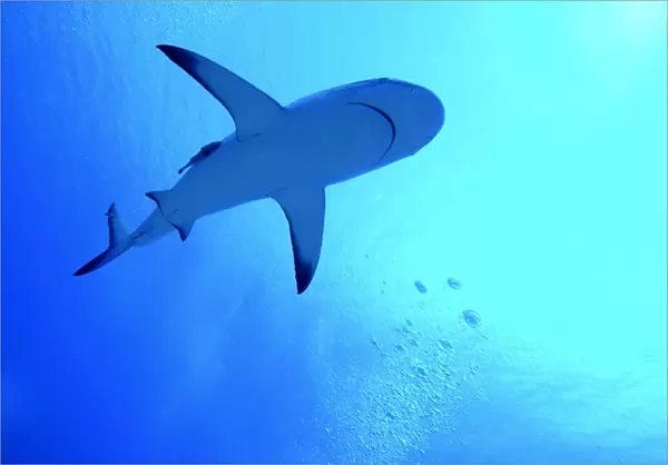 Grey Reef Shark - Swimming above the photographer. Tumotos, French Polynesia