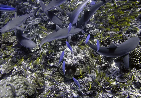 Black Tip reef sharks - These harmless sharks are following divers Valerie Taylor and Guillaume Vilcot hoping for a free feed. Moorea French Polynesia