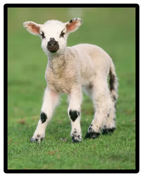 Sheep - Lamb