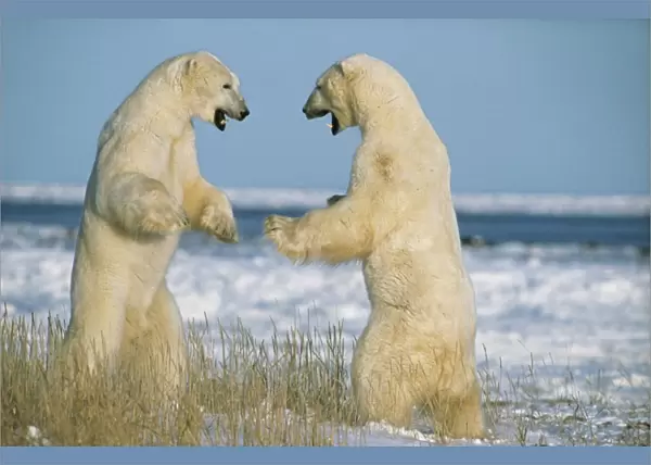 Polar Bears Fighting