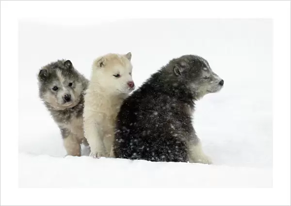 Husky Dog - three puppies in snow Canada