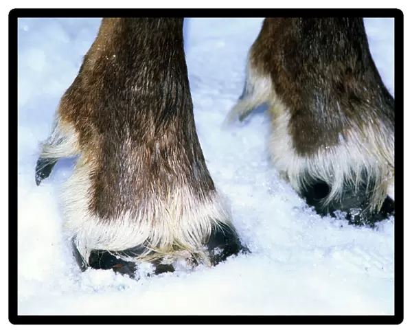 Reindeer hoofs, Siberia Hoofs of a domestic reindeer, snow; reindeer of Selkup people (Northern minority), trad. ways family living near river Taz; early spring; North Tumen region, Russia Tz30. 0251