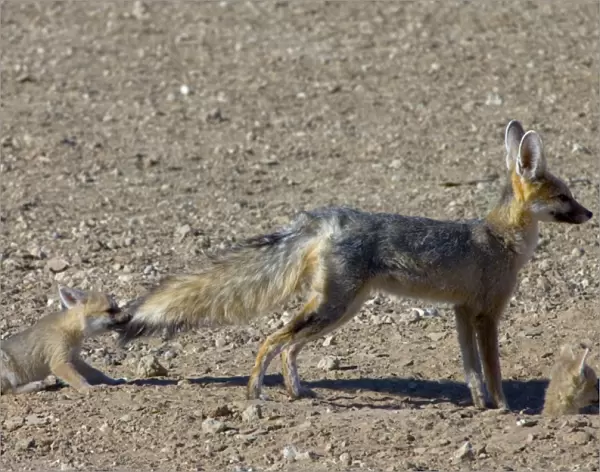 Cape Fox - Pup pulling male's tail. Nocturnal predator of invertebrates, rodents, reptiles and birds. Also wild fruit and carrion. Only true fox in subregion. Endemic in South Africa, Botswana, Namibia and SW Angola