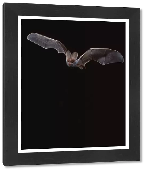 False Vampire  /  Ghost Bat - In flight at night northern Australia BIR00274