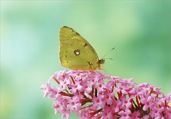 Clouded Yellow Butterfly - on pink Buddleia flower