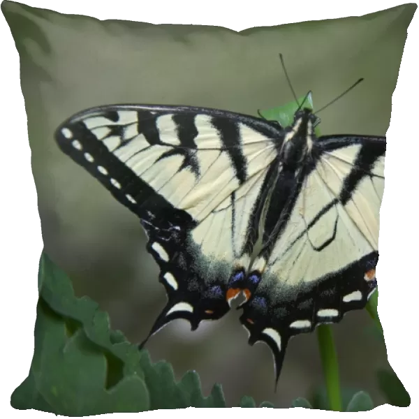 Eastern Tiger Swallowtail Butterfly - Pennsylvannia, USA