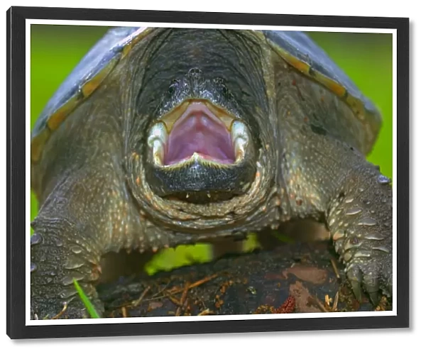 Snapping Turtle - New York, USA - Inhabits marshes-ponds-lakes-rivers-and slow streams especially where aquatic plants are abundant - Well camouflaged when resting on the bottom among plants - Often ill-tempered