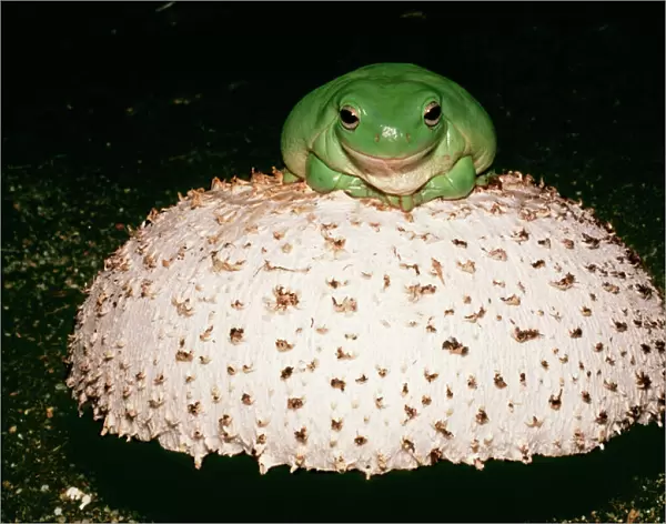 Whites  /  Australian Tree Frog CLA 620 On mushroom litoria caerulea. Family Hylidae. © Mary Clay  /  ardea. com