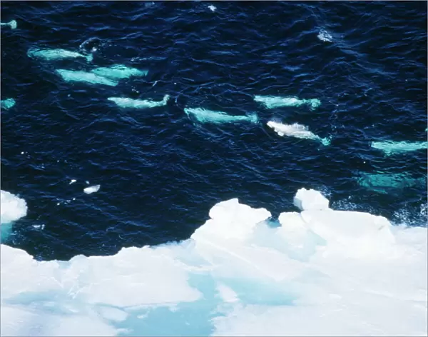 Beluga Whale - aerial view Canadian Arctic