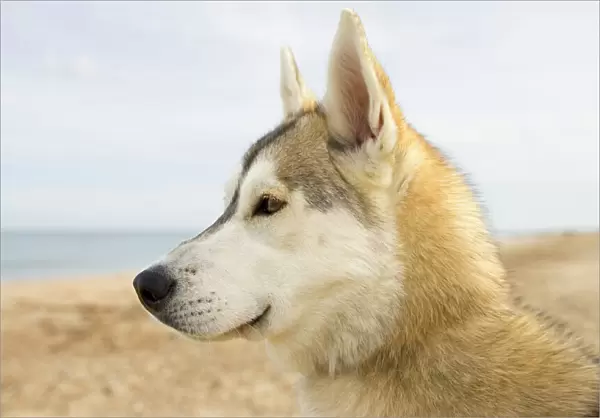 Husky Dog - portrait on beach Waxham Norfolk UK