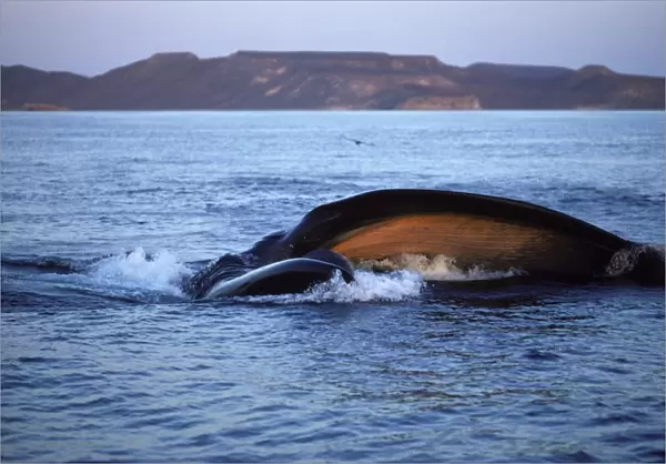 Fin whale - Feeding on a school of sardine larvae. The whale came up lunging through the fish, body turned on its right side. We are looking into the bottom of the mouth, orange-pink, facing us. The upper jaw is nearer to us