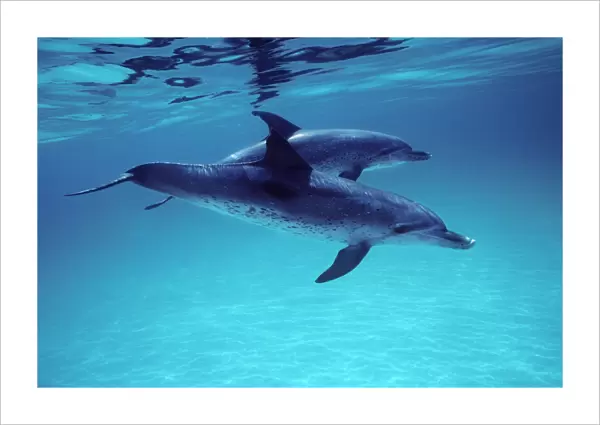 Atlantic spotted dolphin Photographed on the Grand Bahamas Bank