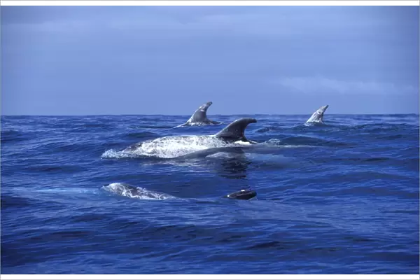 Risso's Dolphin Photographed off the Azores Islands (Portugal), Atlantic Ocean. Heavy scarring on the back and sides of these dolphins is believed to be made by the teeth of other Risso's dolphins