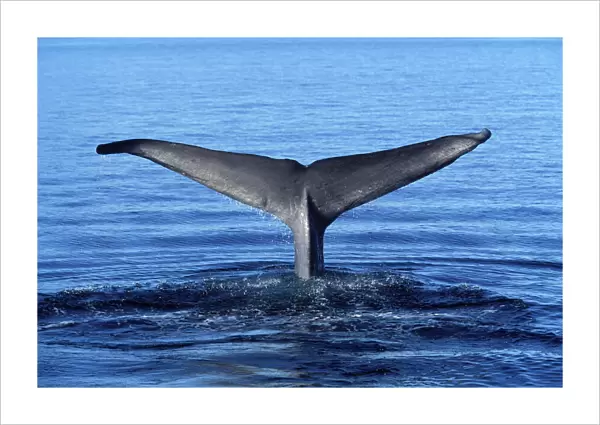 Blue whale - tail flukes Photographed in the Gulf of California (Sea of Cortez), Mexico