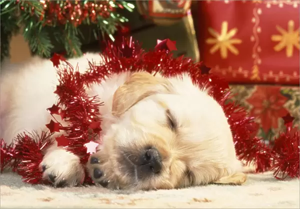 Golden Retiever Dog - puppy asleep under Christmas tree