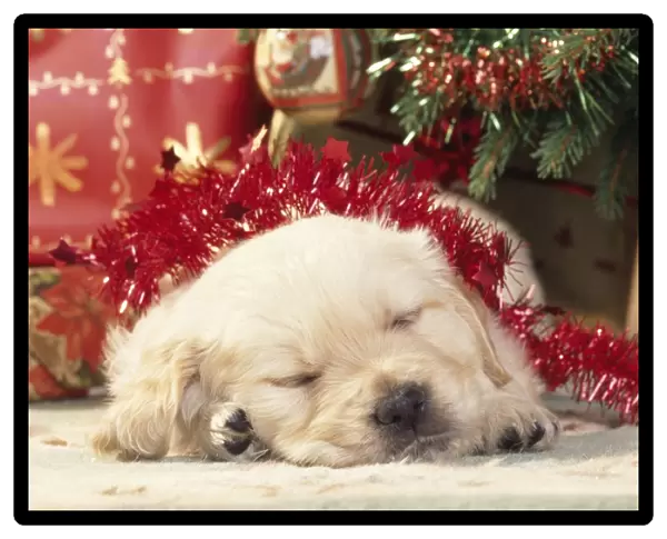 Golden Retriever Dog - puppy asleep under Christmas tree