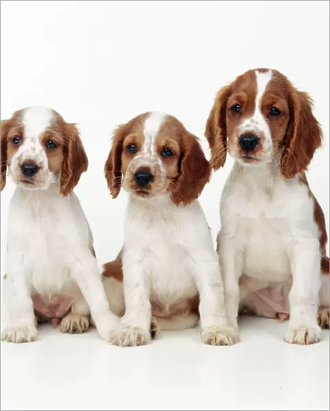 Welsh Springer Spaniel Dog - x 3 puppies