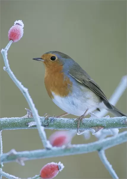 Robin. JD-15474-c. Robin - in frost. UK. Erithacus rubecula