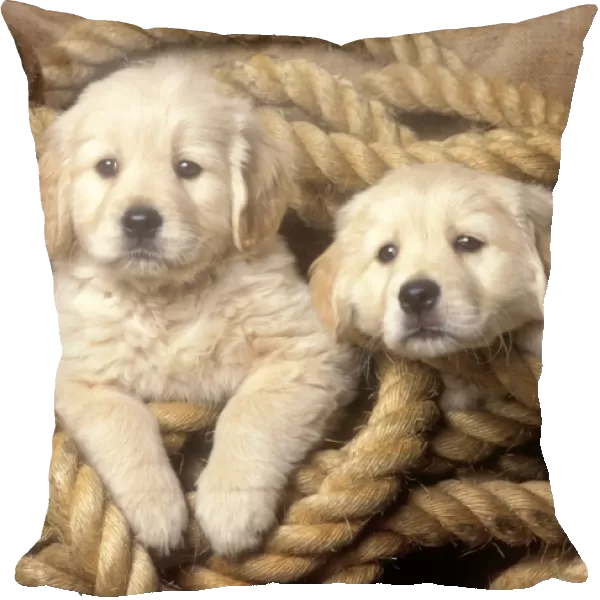 Golden Retriever Dog - 2 puppies in rope