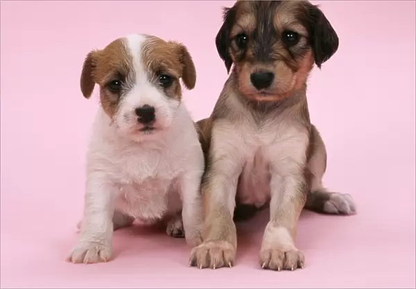 Jack Russel Terrier Dog - with Saluki Dog, puppies 4 weeks old