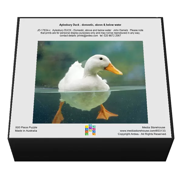 Aylesbury Duck - domestic, above & below water