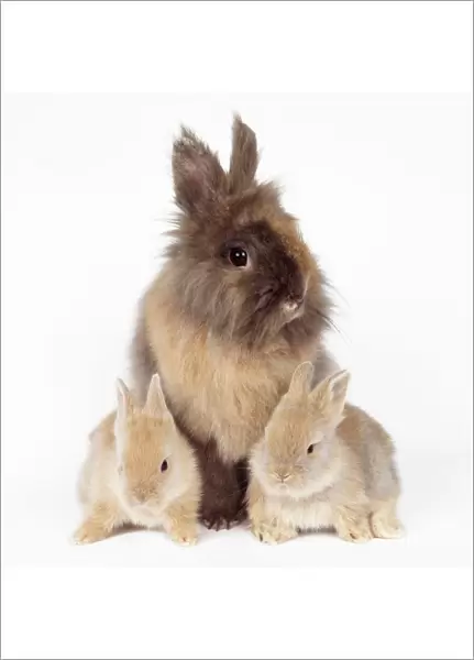 Lion Head Rabbit - with young