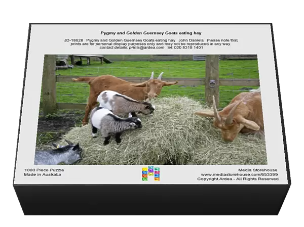 Pygmy and Golden Guernsey Goats eating hay