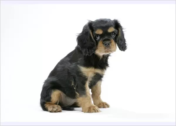 Dog - Cavalier King Charles Spaniel puppy 6 / 7 weeks old