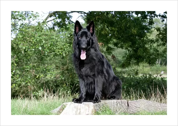 Dog - German Shepherd sitting on tree stump with tongue sticking out