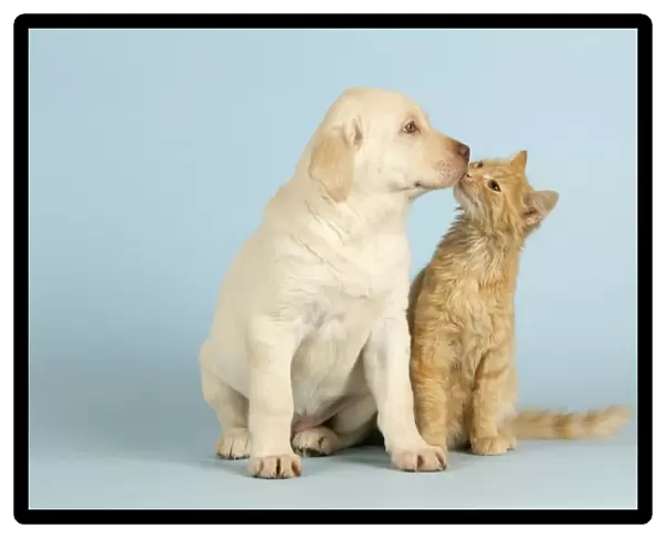 Dog and Cat - Kitten kissing Puppy