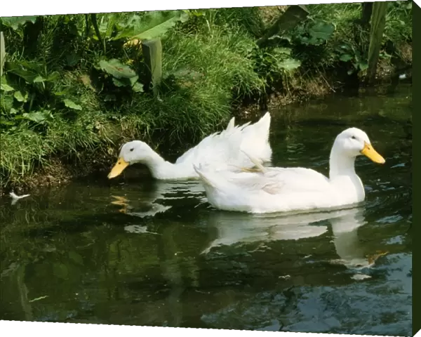 Domectic Aylesburry Ducks