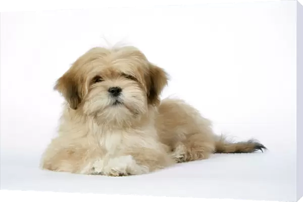 DOG - Lhasa Apso - 12 week old puppy