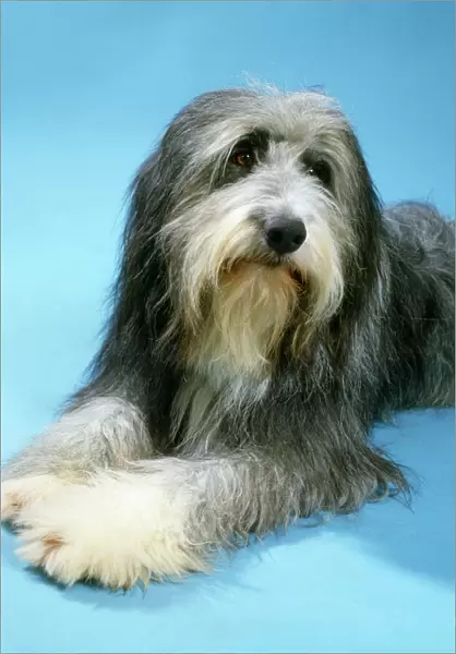Bearded Collie Dog
