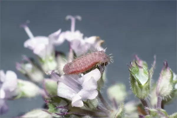 Large Blue Butterfly Larva - on thyme flowers