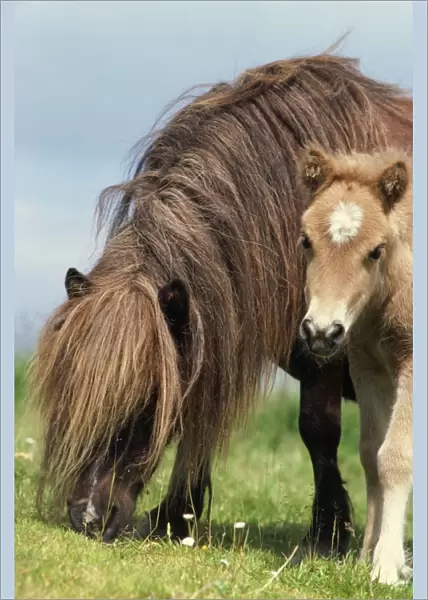 Shetland Pony - mare & foal in fieldwith flowers