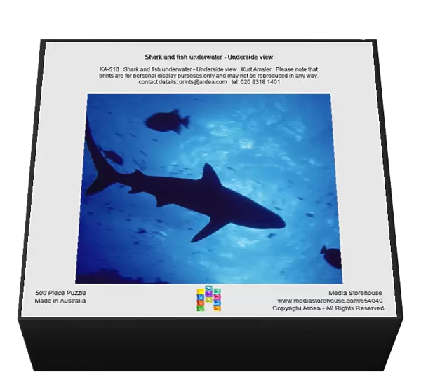 Shark and fish underwater - Underside view