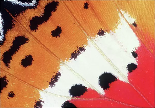 BUTTERFLY WING - close-up of wing