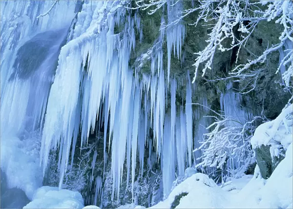 Frozen waterfall icicles and frosty plants Bad Urach, Baden-Wuerttemberg, Germany