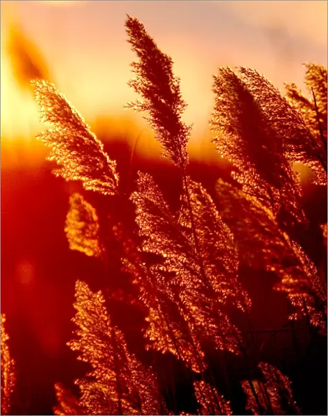 Reeds - with sun setting behind. Saintes Maries de la Mer - Carmargue - France