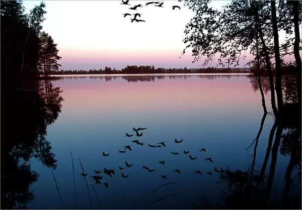Common Crane - in flight over lake at sunrise. Nigula national park - Estonia