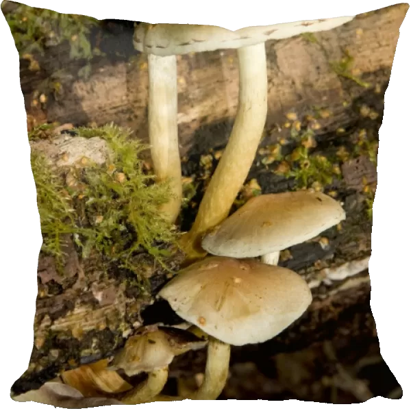 Sulphur Tuft Fungus - Cannock Chase AONB - Staffordshire UK