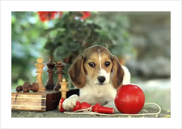 Beagle Puppy FRR 149E With chess set and red ball toy © Frederic Rolland  /  ardea. com