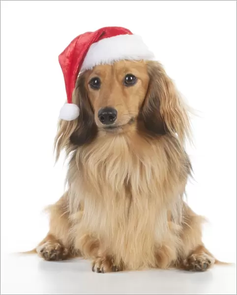 DOG - Miniature long haired dachshund wearing christmas hat sitting Digital Manipulation: taken from an image of two dogs