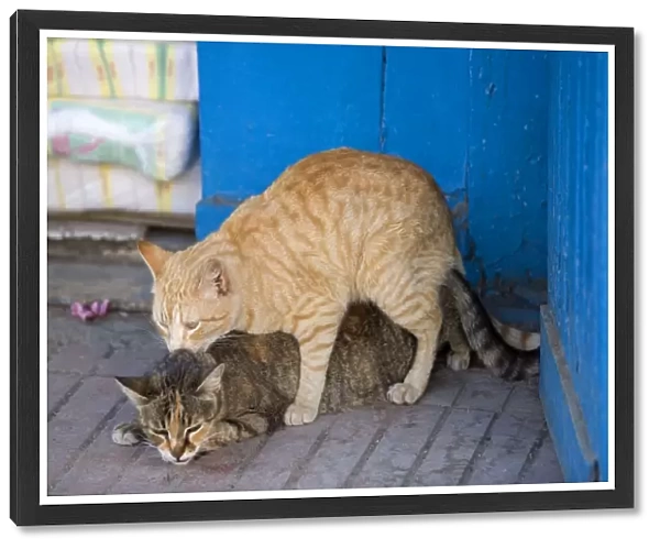 Cat - ginger & tabby cat mating. Morocco