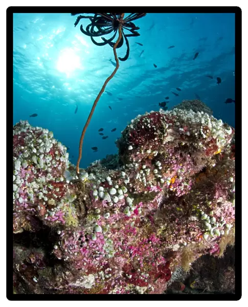 Feather Star on a reef filled with Green Urn Sea Squirt (Didemnum sp. ) and Pink Marine Sponges - Maldives