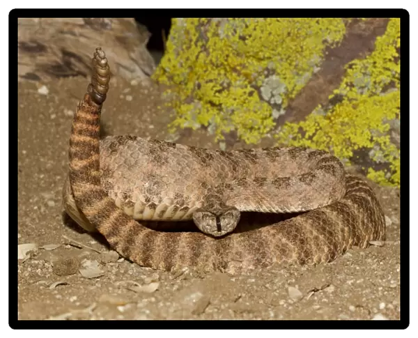 Tiger Rattlesnake - controlled conditions - found in the southwestern United States and northwestern Mexico - Southeast Arizona - USA