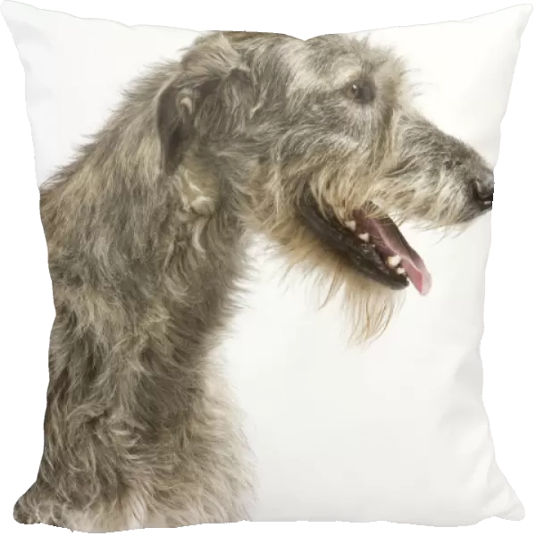Dog - Irish Wolfhound - with mouth open